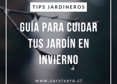 Sobre un fondo con una imagen de una rama húmeda y sin hojas: Tips jardineros. Guía para cuidar tu jardín en invierno. www.survivero.cl